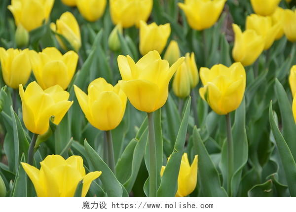 春天植物园公园盛开的黄色郁金香
